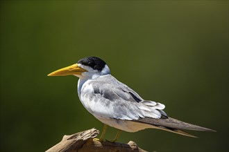 Large-billed Tern (Phaetusa simplex) Pantanal Brazil
