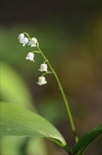 Close-up of the Lily of the Valley (Convallaria majalis)