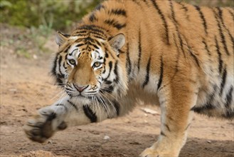 Close-up of a hunting Siberian tiger (Panthera tigris altaica)