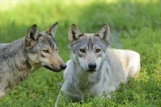 Algonquin wolf (Canis lupus lycaon) in a meadow, captive, Germany, Europe