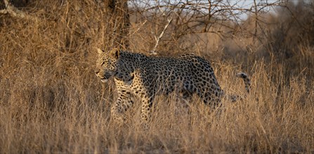Leopard (Panthera pardus) running through dry grass, adult, in the evening light, Kruger National