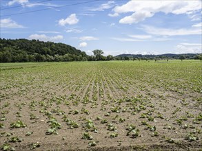 Pumpkin field at the edge of the forest, near Heimschuh, Styria, Austria, Europe