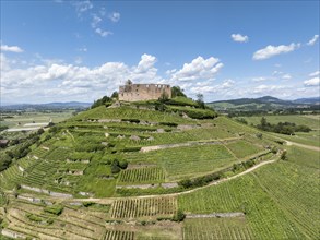 Aerial view of Staufen Castle, on a vineyard, Schlossberg, Staufen im Breisgau, Markgraeflerland,