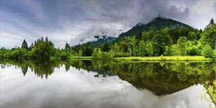 Water reflection in the moor pond, near Oberstdorf, Oberallgaeu, Allgaeu, Bavaria, Germany, Europe