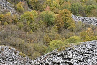 Deciduous trees with autumn leaves growing between high slate slopes, Eastern Eifel,