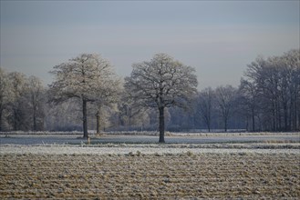 Winter landscape with frozen trees on a field under a clear sky, Frosty winter time in the early