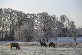 Cows on frozen pasture next to bare icy trees in a winter landscape, Frosty winter time in the
