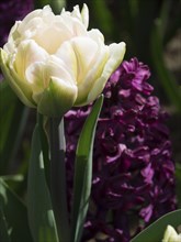 Close-up of a white flower in front of purple hyacinth blossoms with a green background, many