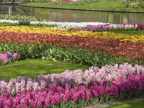A flower bed with a variety of hyacinths and tulips in different colours along a river in spring,
