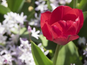 A single red tulip against a background of blurred white flowers and green leaves, many colourful,