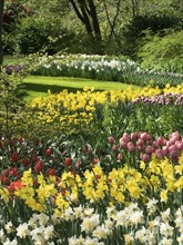 A mixed flower bed with red, yellow and white Poet's Daffodils and pink tulips. Lively spring scene