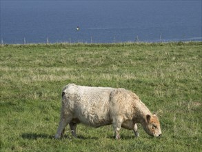 A cow grazing on a green meadow with a view of the calm sea in the background, Heligoland, Germany,