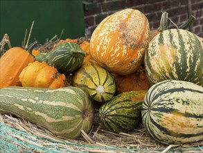 Various green and orange striped pumpkins lying on straw, many colourful pumpkins for decoration in