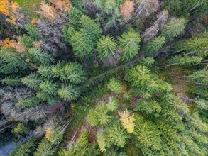 Top Down View, aerial view of coniferous forest, Tyrol, Austria, Europe