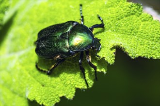 Protaetia angustata, Beetle, Albania, Europe