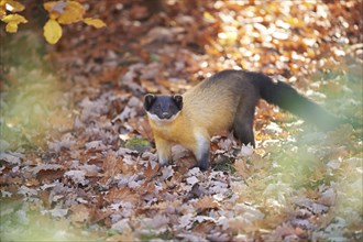 Close-up of a yellow-throated marten (Martes flavigula) in autumn