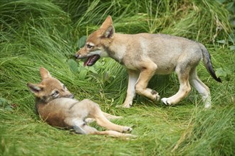 Two Eurasian wolf (Canis lupus lupus) puppies on a meadow, Bavarian Forest National Park, Germany,