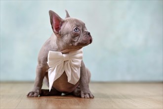 Cute lilac French Bulldog puppy with ribbon in front of studio background