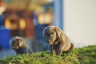 Labrador Retriever puppie on a meadow in autumn, Germany, Europe