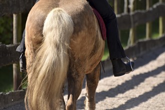 Close-up of rider's leg and stirrup during training of an Icelandic horse equipped with saddle, bit