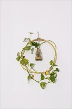 Poto plant planted in a glass bottle growing around a wooden hanger on a white wall