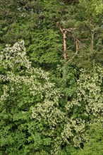 Mixed forest, common robinia flowering, Allgaeu, Bavaria, Germany, Europe