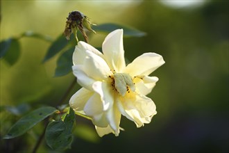 Close-up of a yellow garden rose blossom in a garden in early summer