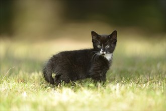 Close-up of a black domestic cat (Felis silvestris catus) kitten on a meadow