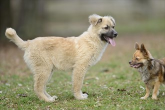 Close-up of a mixed breed dog in a garden in spring