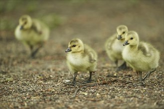 Close-up of a Canada goose (Branta canadensis) chicks in spring