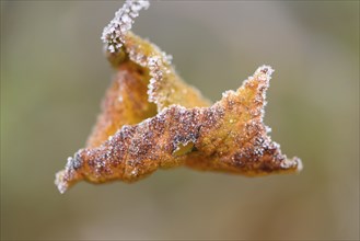 Close-up of a common hazel (Corylus avellana) leaf in winter