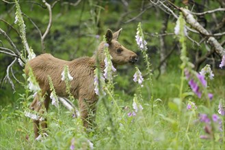 Close-up of a Eurasian elk (Alces alces) youngster in a forest in early summer, Bavarian Forest