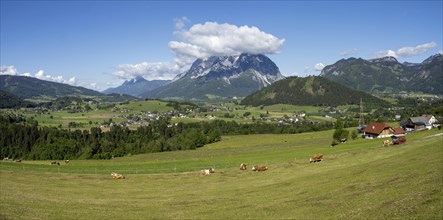 Cows grazing in a meadow, Ennstal, Grimming in the background, panoramic view, near Aigen im