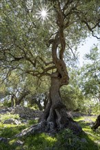 Old olive trees near Lun, island of Pag, Zadar, Dalmatia, Croatia, Europe