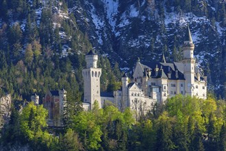 Neuschwanstein Castle in spring, Schwangau, Ostallgaeu, Allgaeu, Swabia, Upper Bavaria, Bavaria,