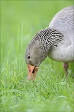 Close-up of a Greylag Goose (Anser anser) in a meadow in spring