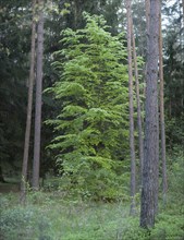 Landscape of a common hornbeam (Carpinus betulus) in a forest in spring