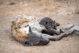 Spotted hyenas (Crocuta crocuta), adult female cuddling with young, lying down, Kruger National