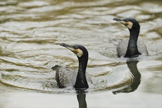 Black cormorant (Phalacrocorax carbo) swimming in a lake, Germany, Europe