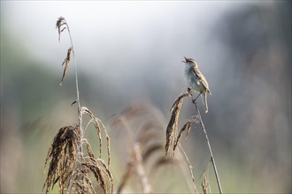 Sedge warbler (Acrocephalus schoenobaenus), Lower Saxony, Germany, Europe