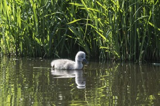 Young mute swan (Cygnus olor), Lower Saxony, Germany, Europe