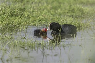 Common coot (Fulica atra) with juvenile, Lower Saxony, Germany, Europe