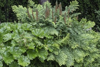 Royal fern (Osmunda regalis) and indian rhubarb (Darmera peltata), Emsland, Lower Saxony, Germany,