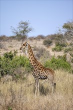 Southern giraffe (Giraffa giraffa giraffa), African savannah, Kruger National Park, South Africa,