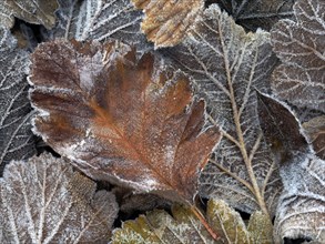 Frozen autumn leaves covered in frost, showing detailed textures and a mixture of brown and silver
