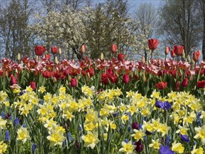 Multicoloured blooms of tulips and daffodils in a large field of flowers under a blue sky, many
