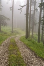 A misty forest path winds its way through tall trees and green vegetation, hiking trail in the