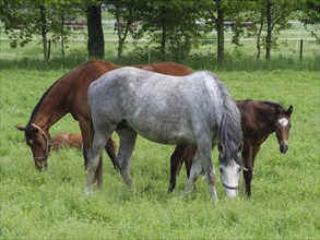 Grey horse and two brown horses grazing on a green meadow, trees in the background, horses and