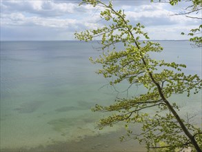 Another tree with green leaves stands out against the calm sea with a clear view and slightly