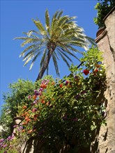 Blooming flowers and a palm tree in front of a bright blue sky, palma de Majorca on the